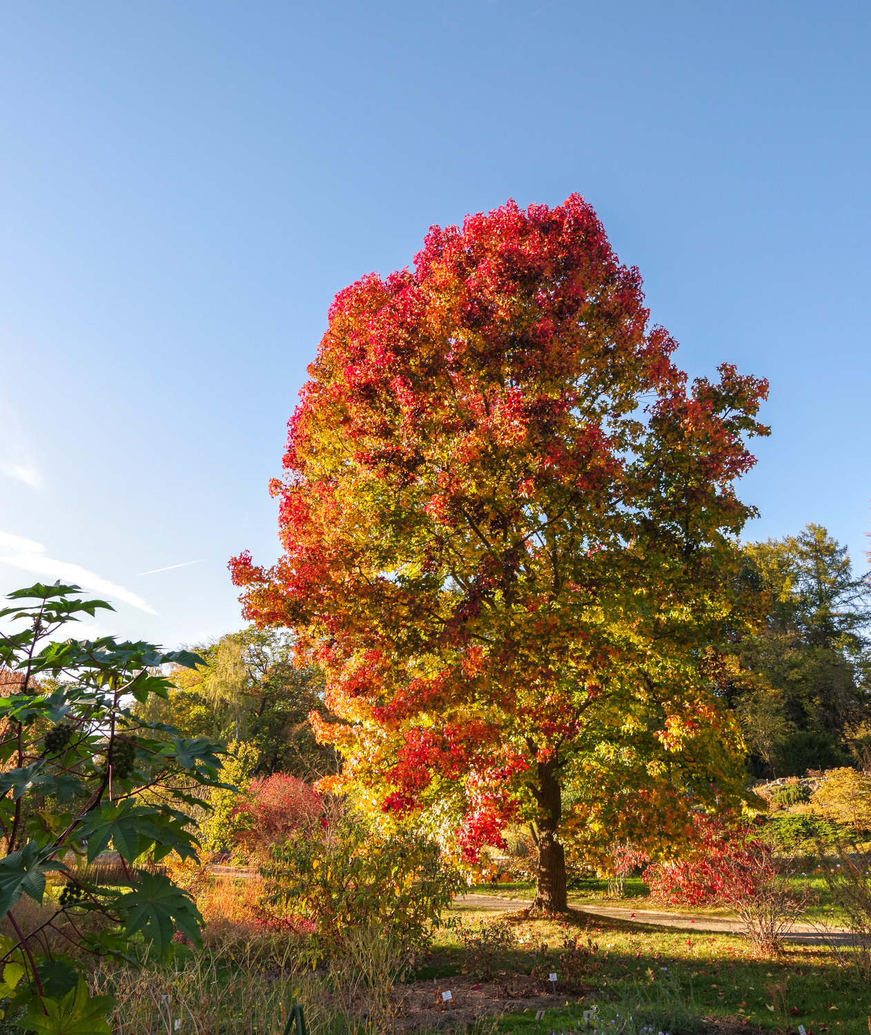 Liquidambar styraciflua - Potsdam - November 2023