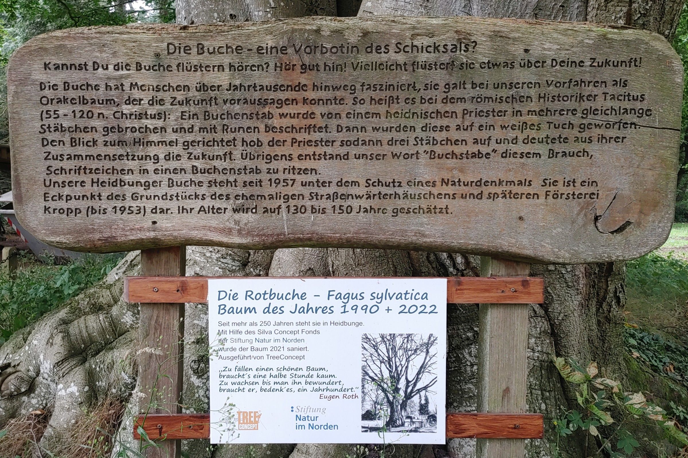 Förstereibuche - Heidbunge - Juli 2023