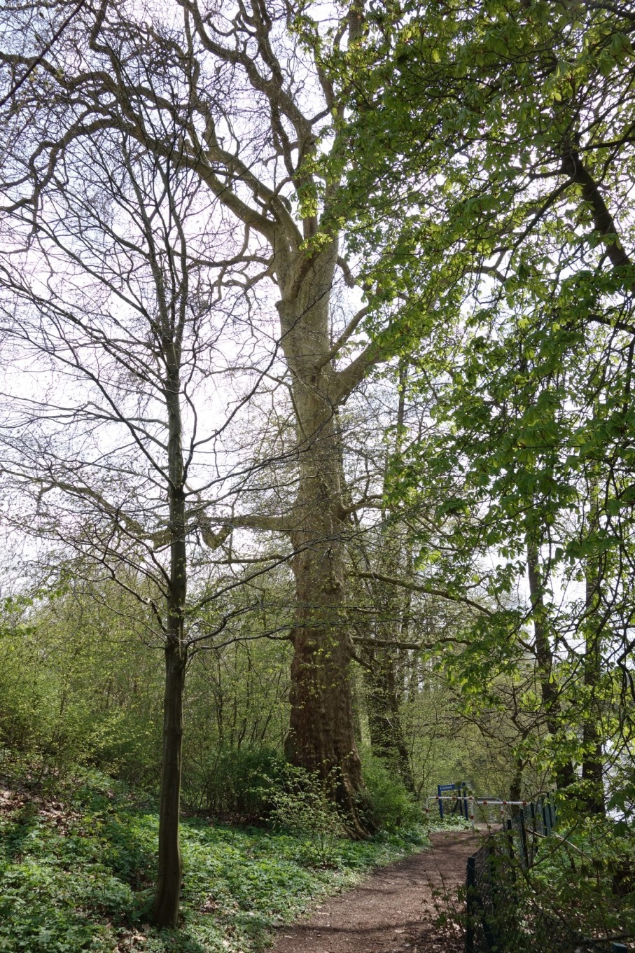 Ahornblättrige Platane - Bordesholm - Mai 2021