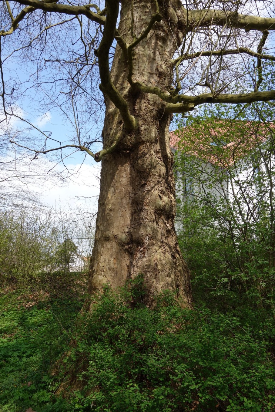 Ahornblättrige Platane - Bordesholm - Mai 2021
