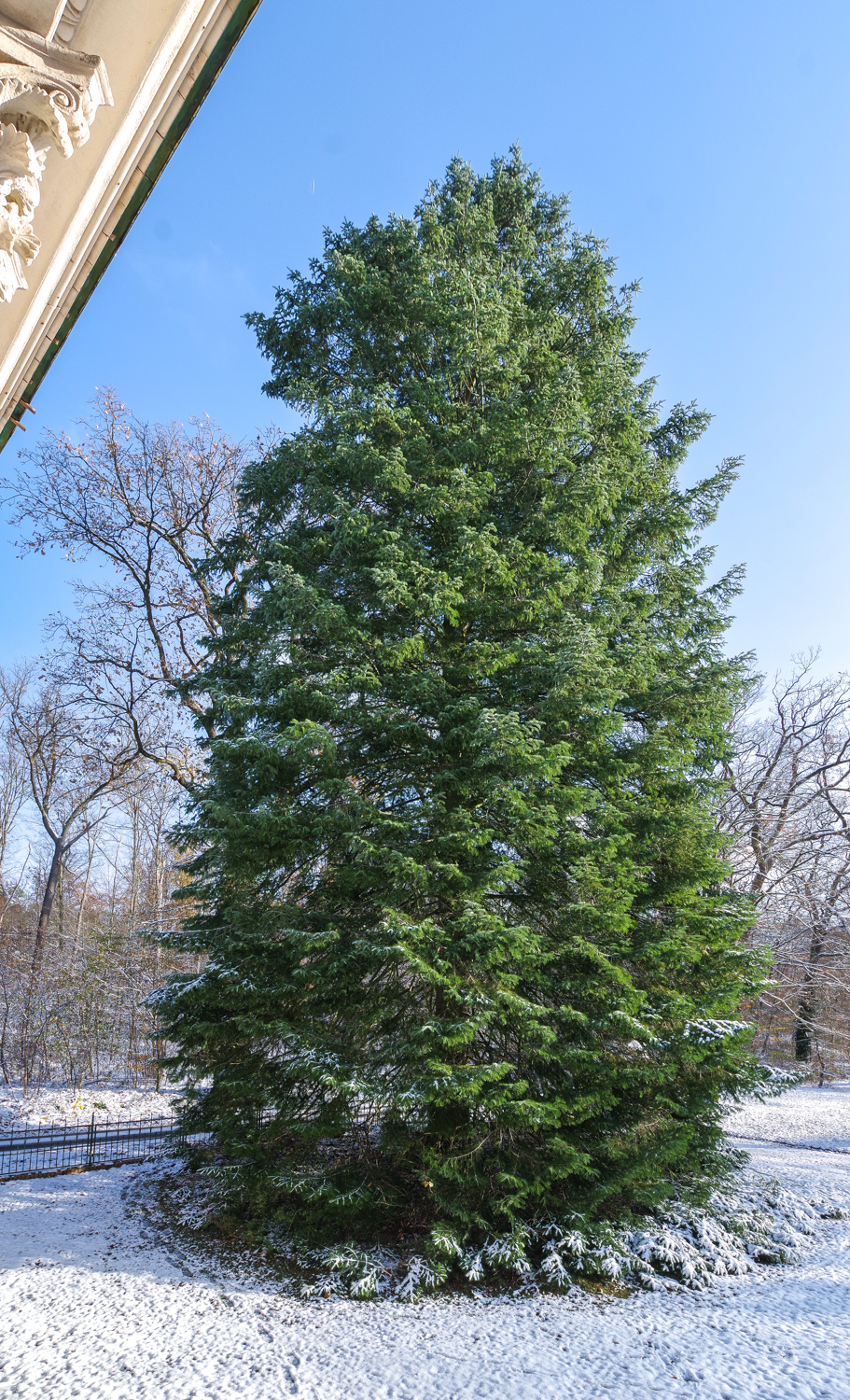 Abies grandis - Potsdam - November 2023