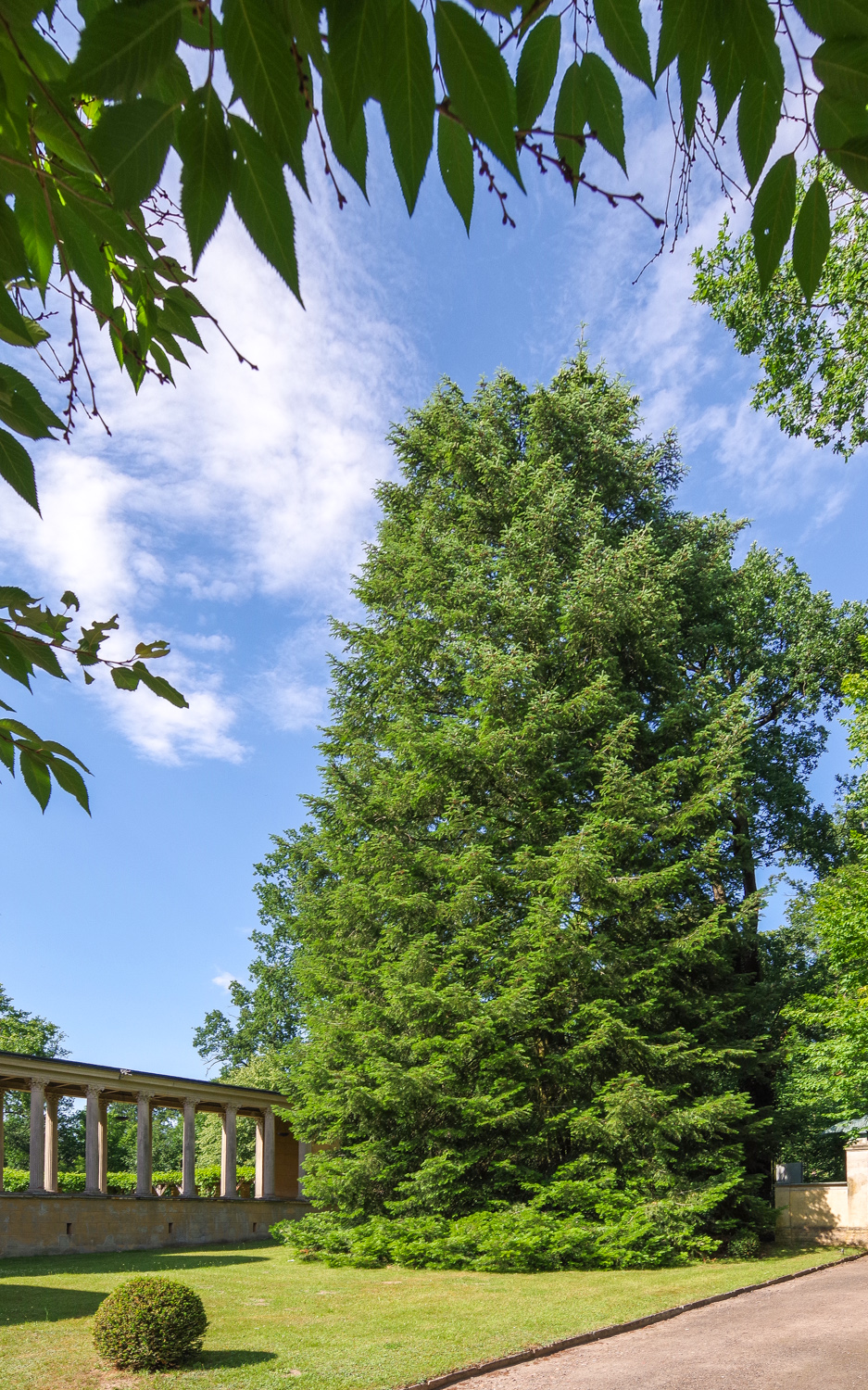Abies grandis - Potsdam - November 2023