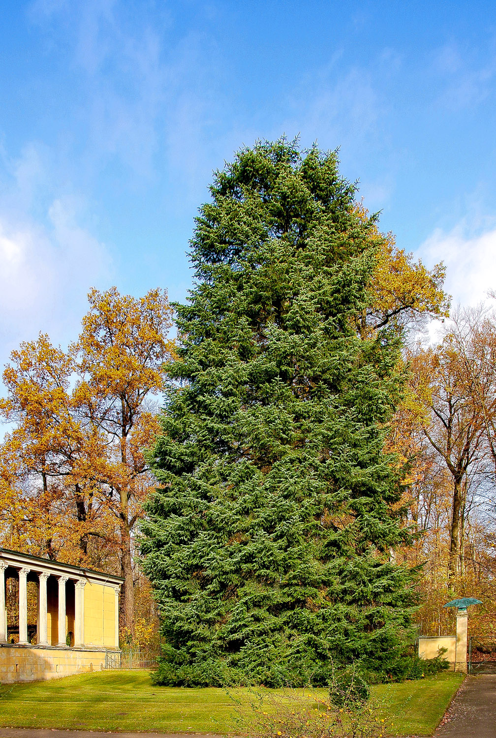Abies grandis - Potsdam - November 2023