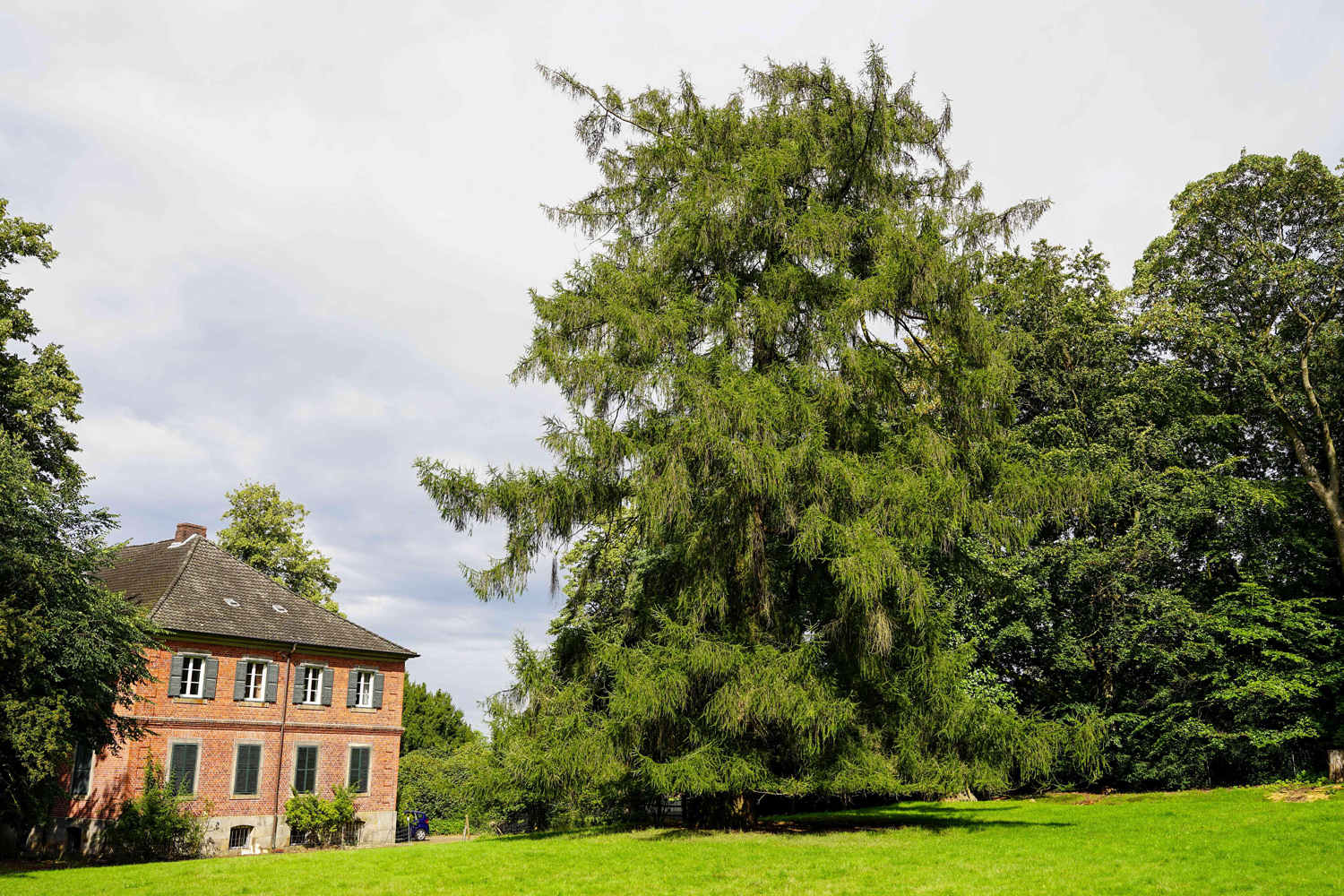 Larix decidua - Niendorf an der Stecknitz - Habitus August 2023