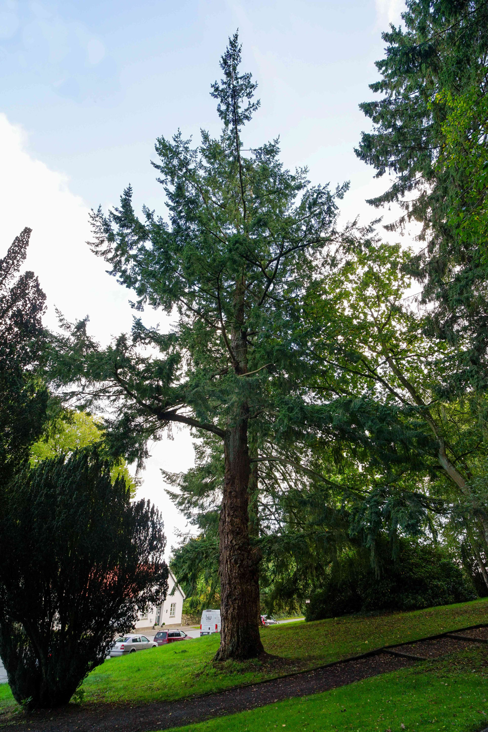 Pseudotsuga menziesii - Schönwalde am Bungsberg - Habitus Oktober 2023