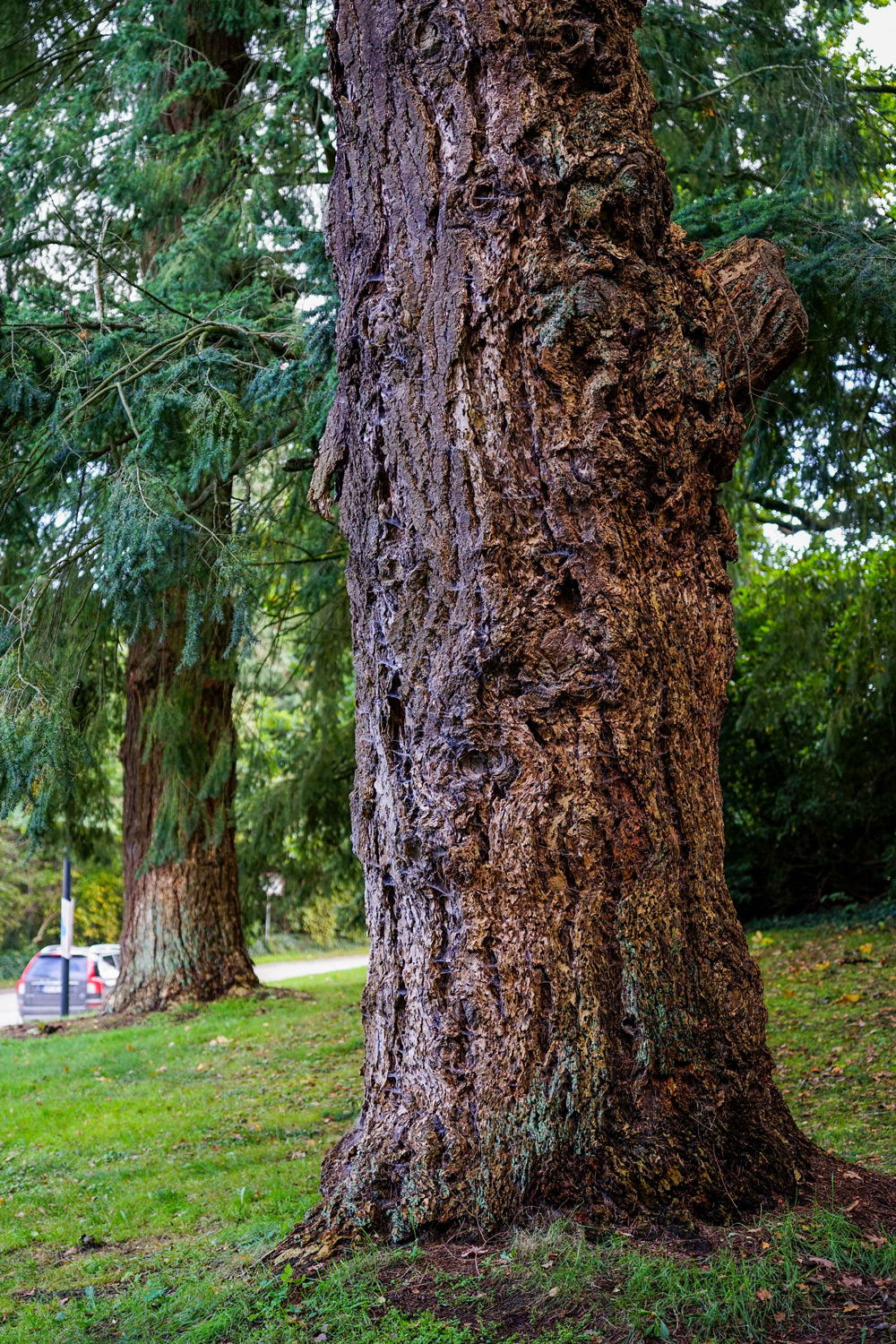 Pseudotsuga menziesii - Schönwalde am Bungsberg - Stamm Oktober 2023