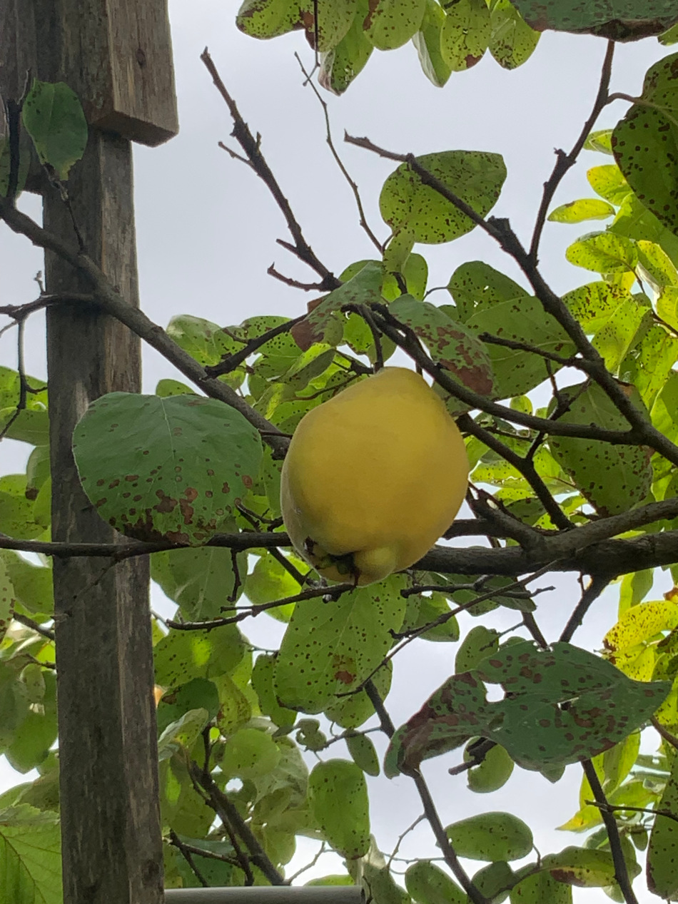 Cydonia oblonga var. pyriformis - Nürnberg - Okt. 2023, Frucht