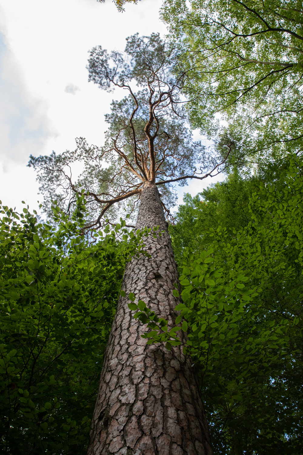 Wald-Kiefer - Hartha - 22.09-2021