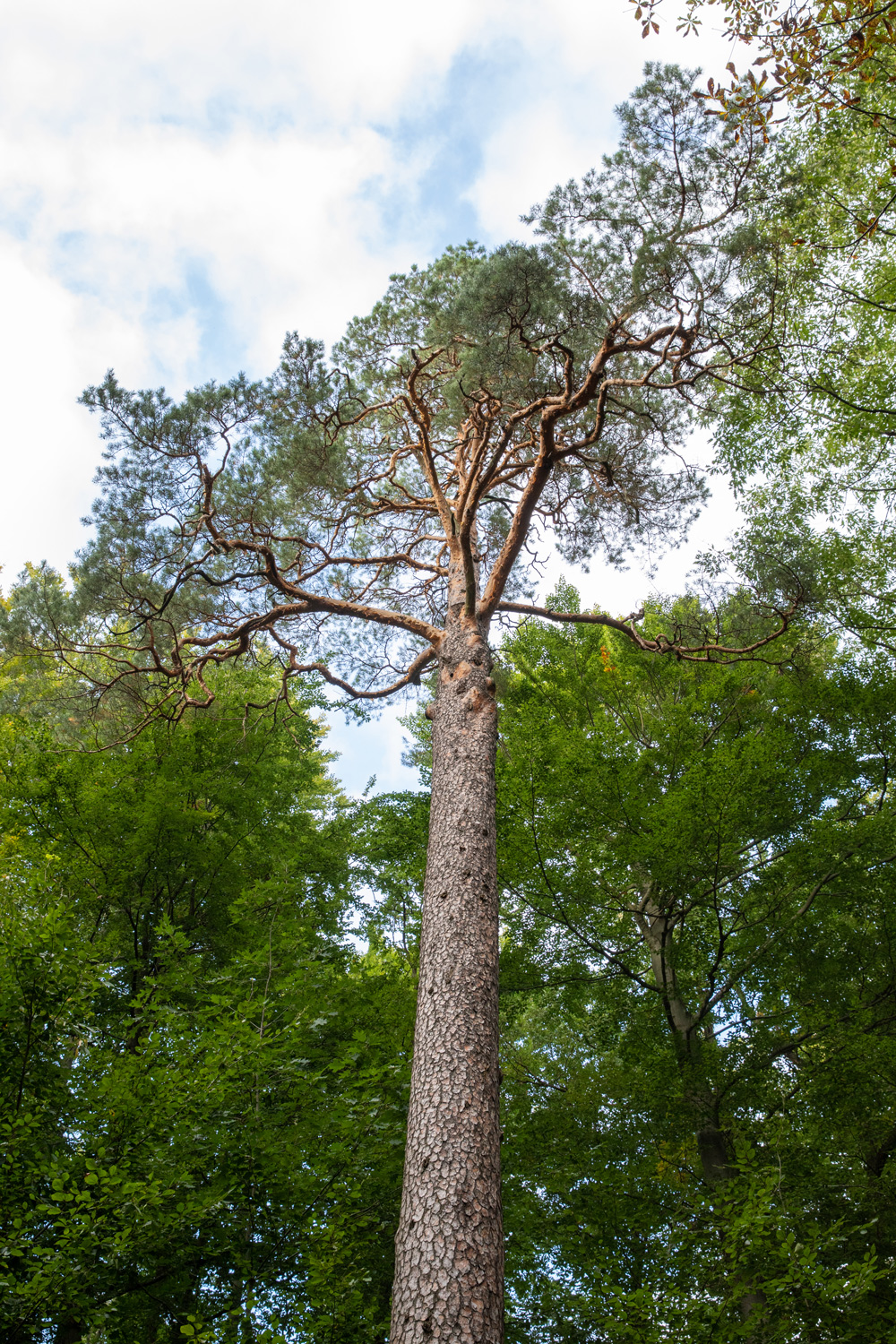 Wald-Kiefer - Hartha - 22.09-2021