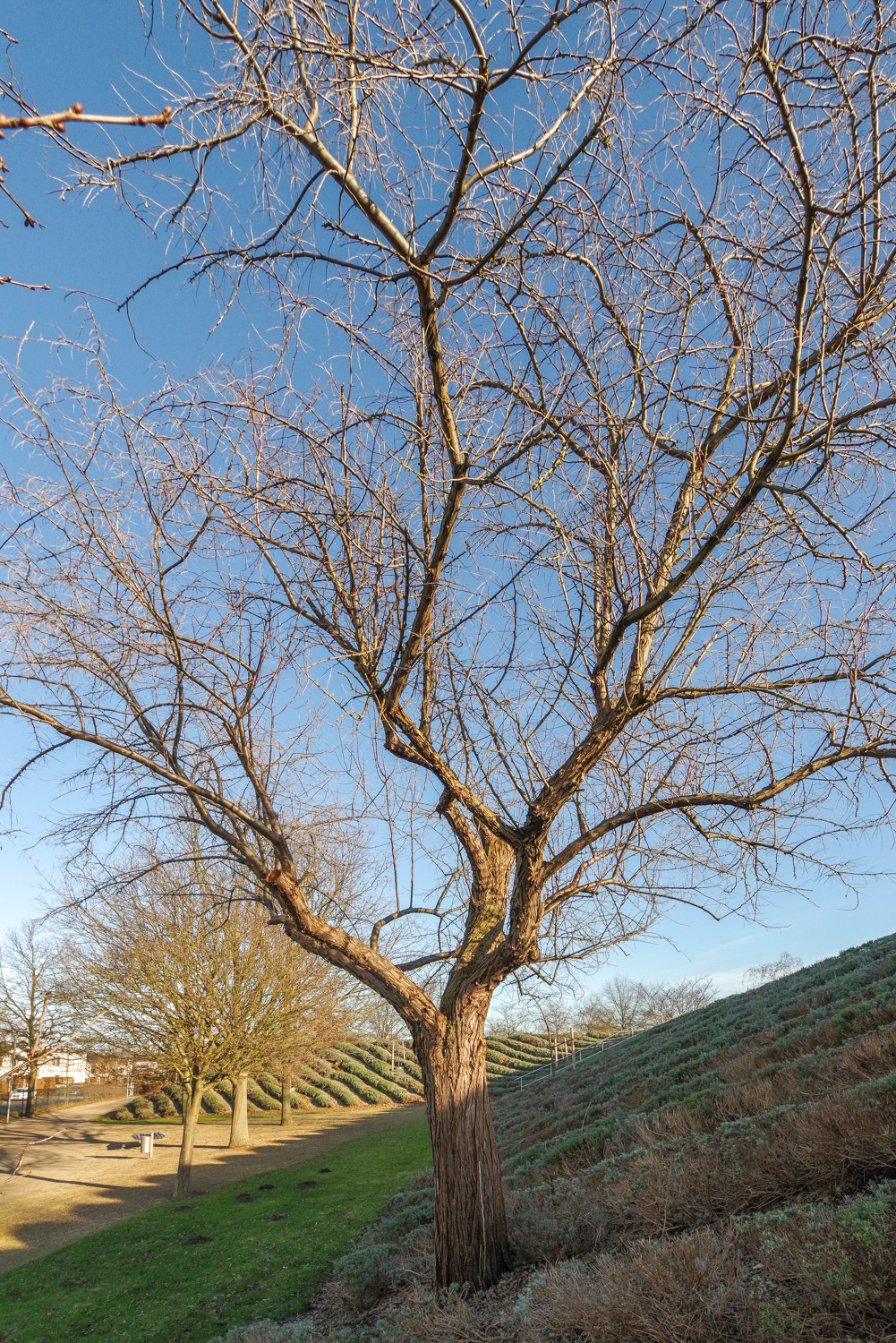 Eleagnus angustifolia - Potsdam - Dez. 2023
