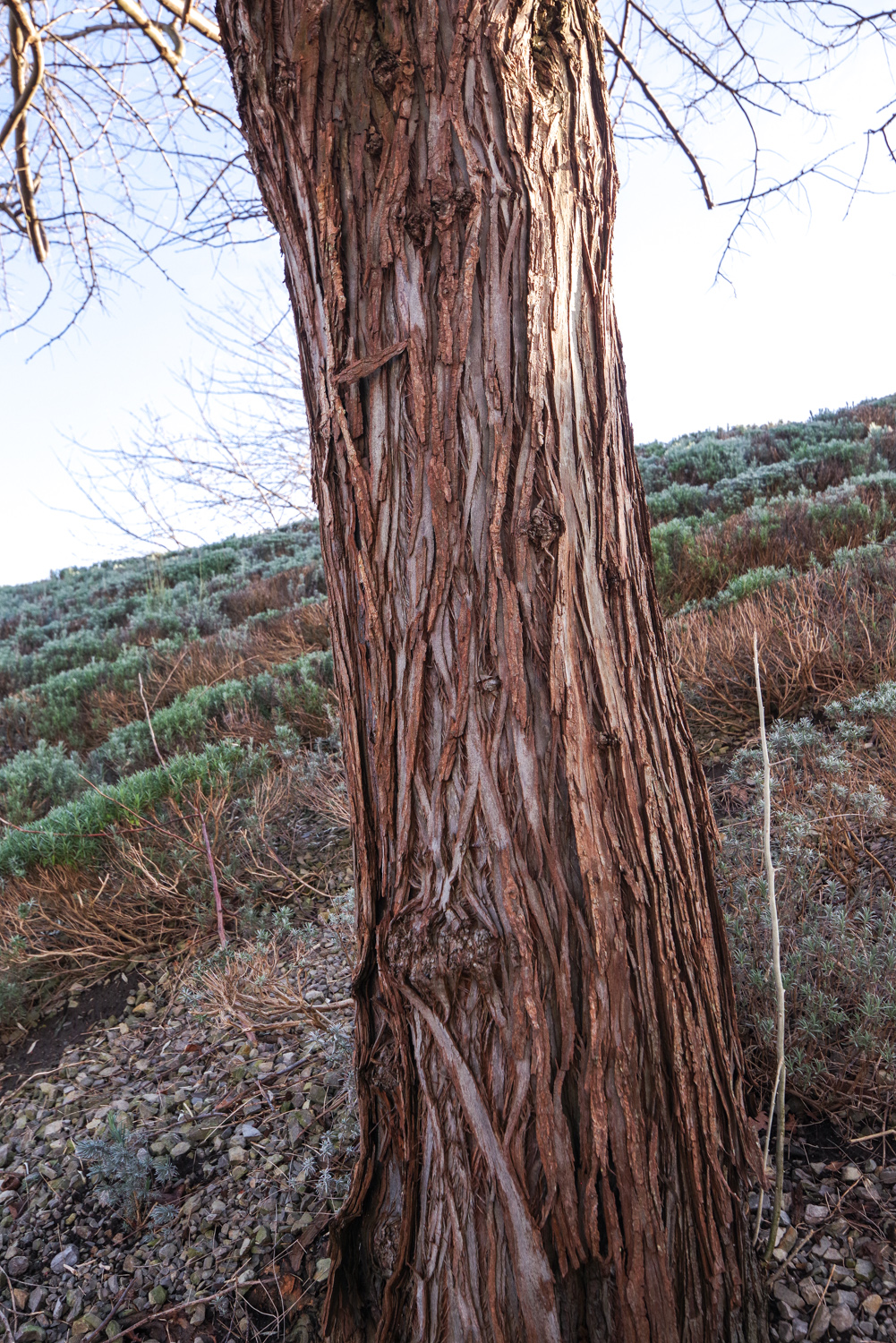 Eleagnus angustifolia - Potsdam - Dez. 2023