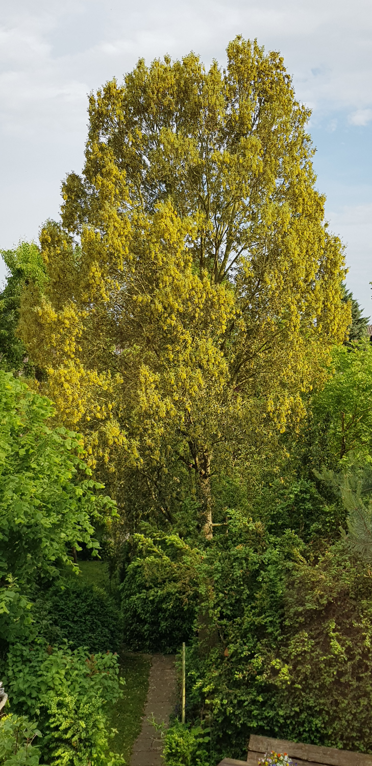Quercus ilex - Baunatal - Ansicht von Norden - Mai 2022