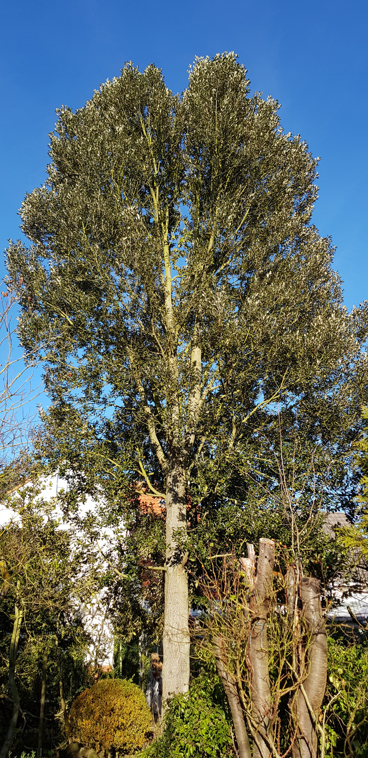 Quercus ilex - Baunatal - Ansicht von Süden - Dez. 2019