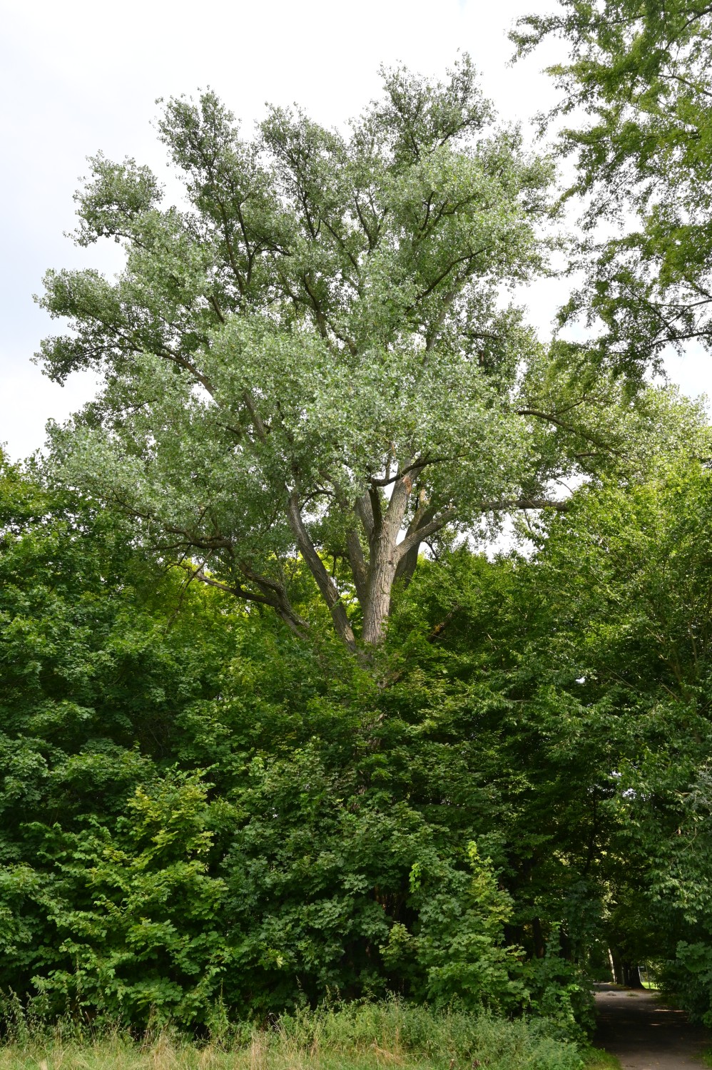 Populus x canadensis - Bastard-Schwarz-Pappel - Finsterwalde - Dez. 2021