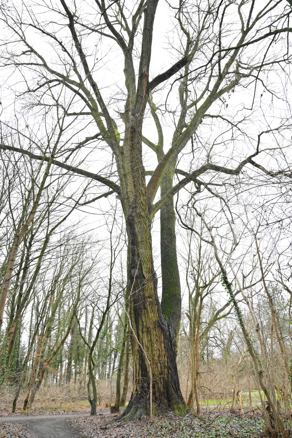Populus x canadensis - Bastard-Schwarz-Pappel - Finsterwalde - Dez. 2021