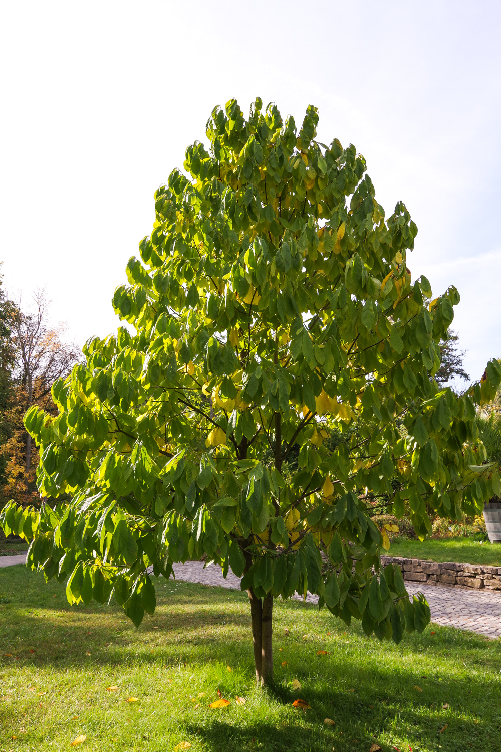 Asimina triloba - Potsdam - Okt. 2018