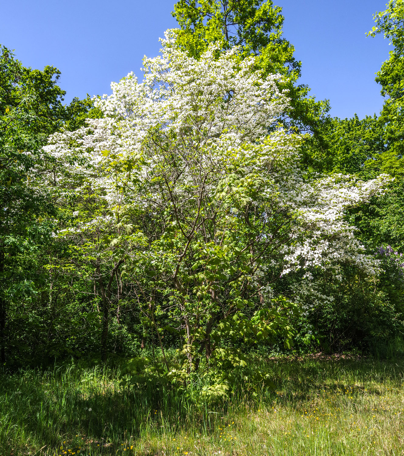 Cornus florida - Potsdam - Mai 2022