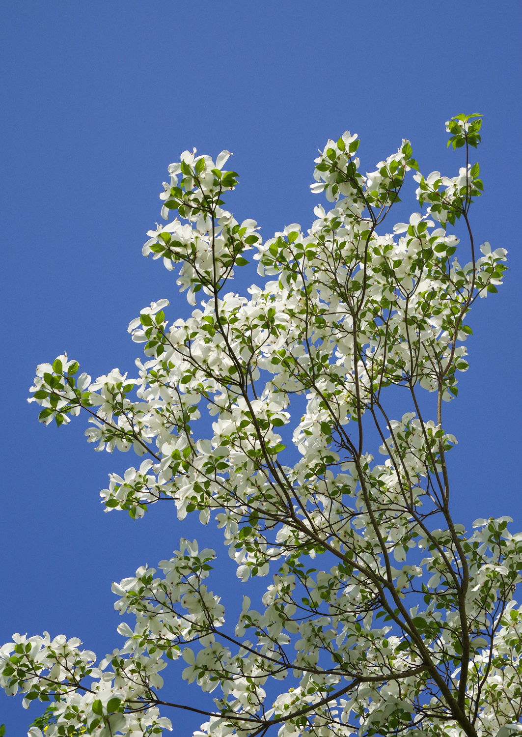 Cornus florida - Potsdam - Mai 2018