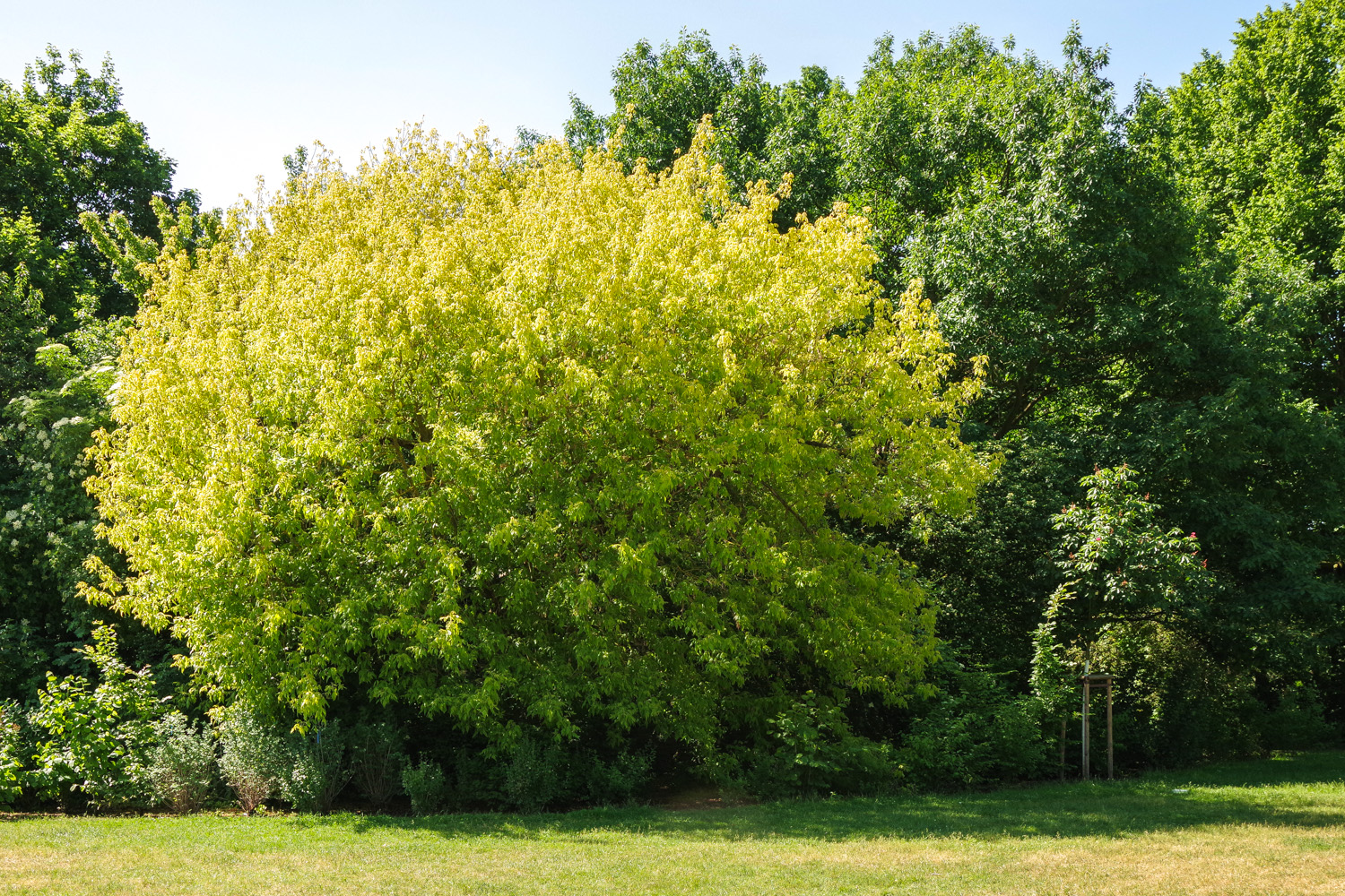 Acer negundo 'Odessanum' - Berlin-Treptow - Juni 2017