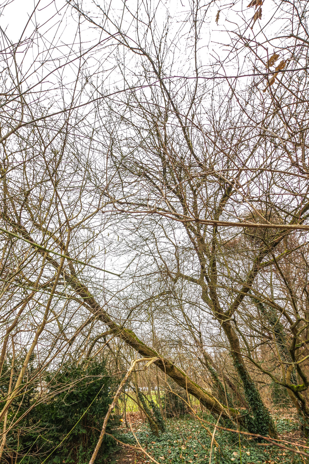 Acer negundo 'Odessanum' - Berlin-Treptow - Febr. 2024