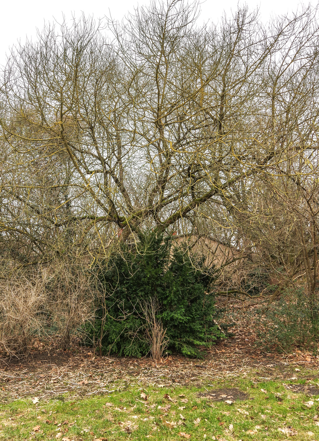 Acer negundo 'Odessanum' - Berlin-Treptow - Febr. 2024