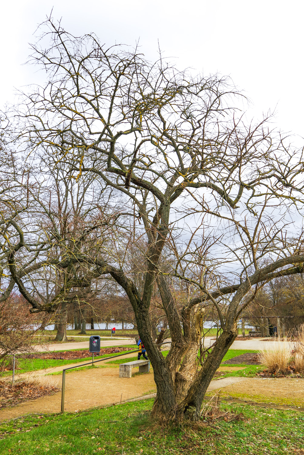 Euonymus phellomanus - Berlin-Treptow - Febr. 2024