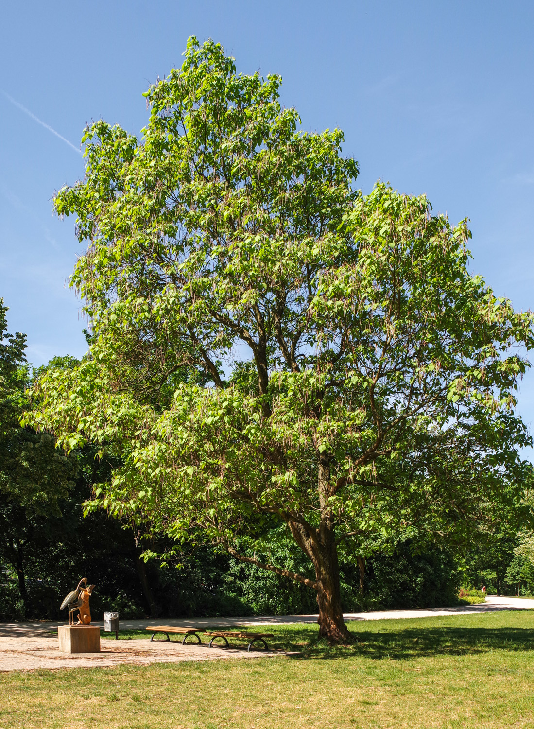 Catalpa bignoioides - Berlin-Treptow - Juni 2017