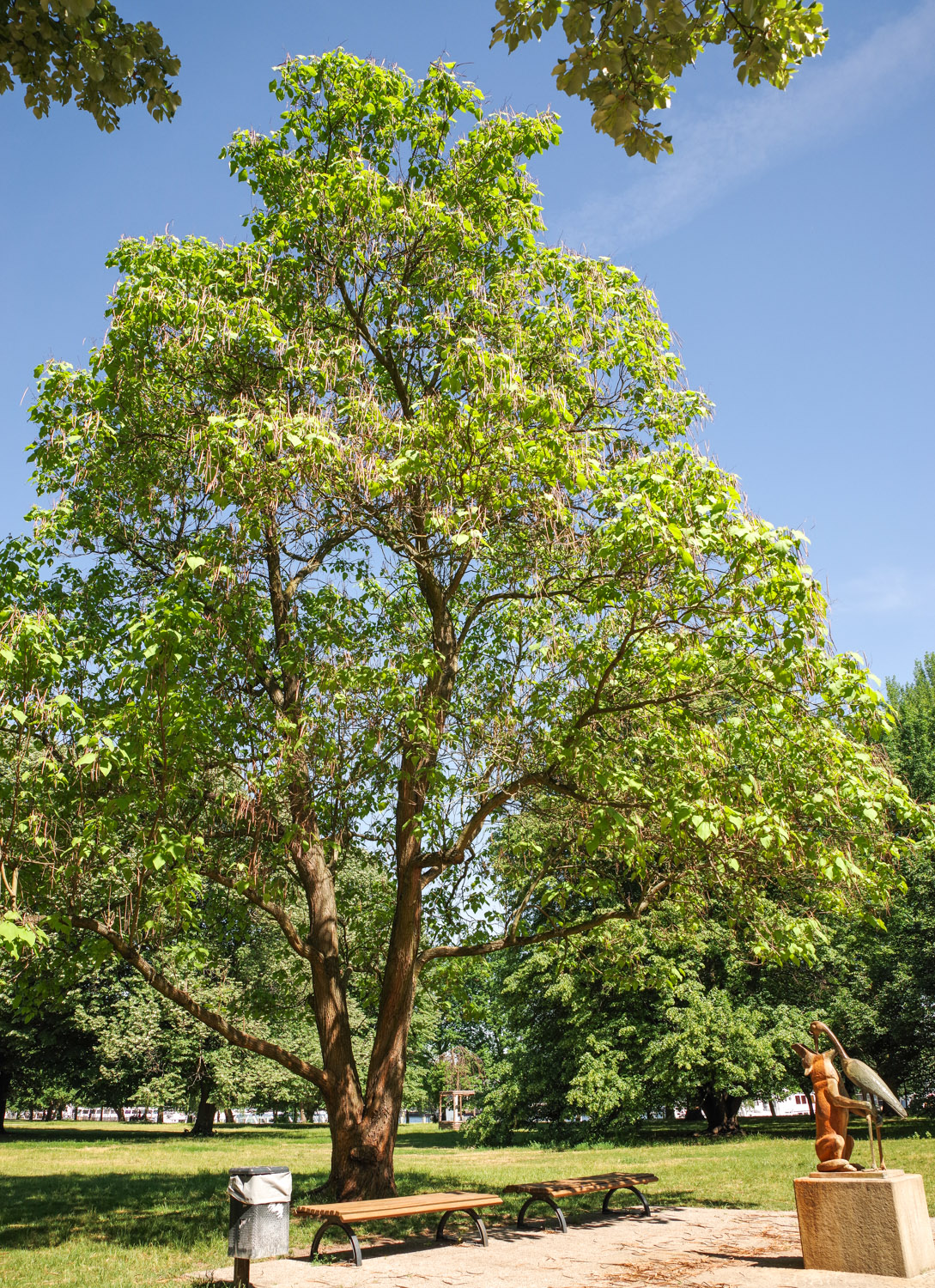Catalpa bignoioides - Berlin-Treptow - Juni 2017