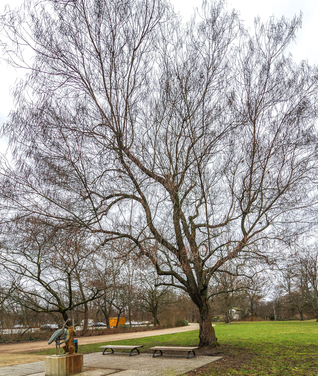 Catalpa bignoioides - Berlin-Treptow - Febr. 2024