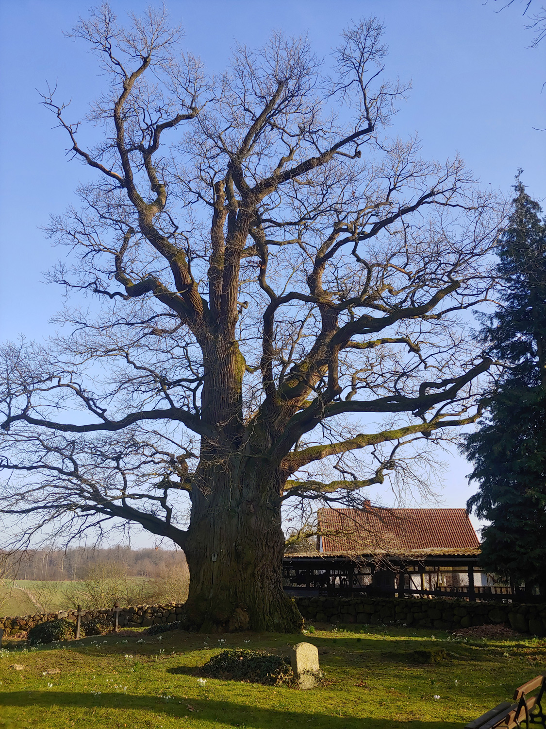 Quercus robur - Lüttenhagen - Febr. 2024
