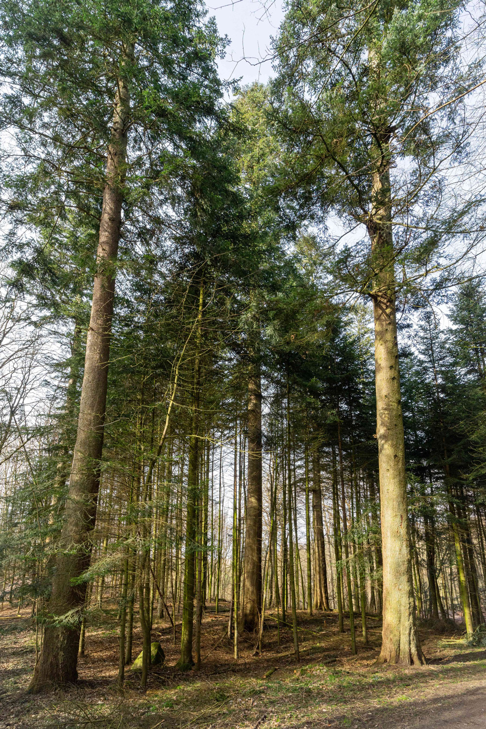Abies alba (Bildmitte) - Schierensee - Febr. 2024