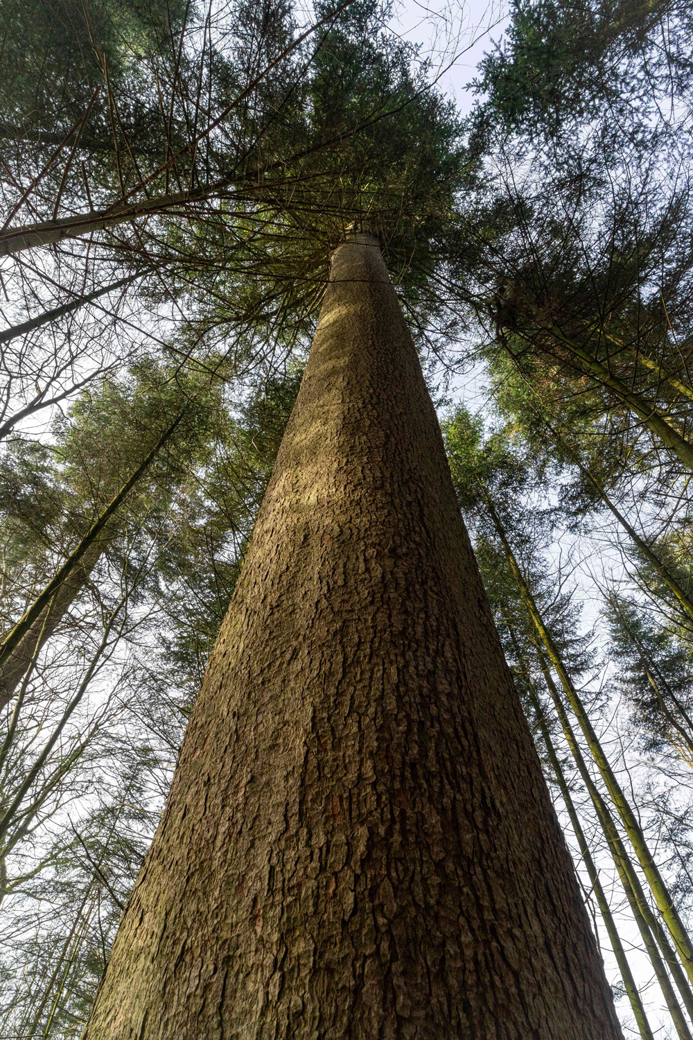 Abies alba (Kronenblick) - Schierensee - Febr. 2024