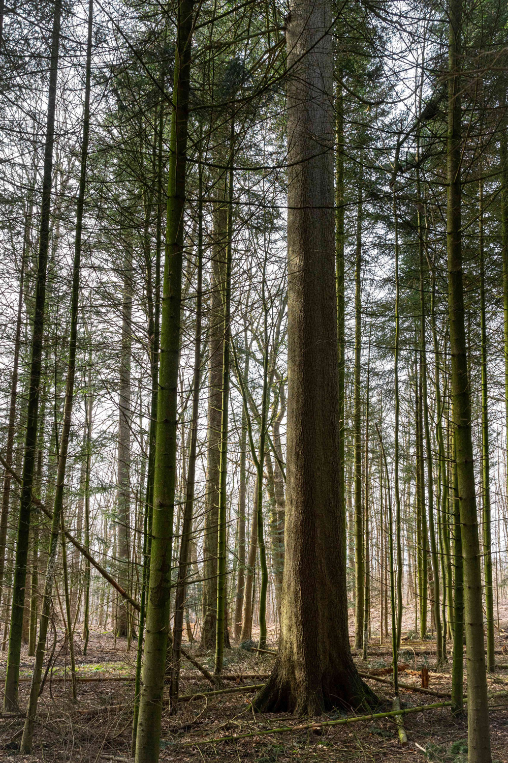 Abies alba - Schierensee - Febr. 2024