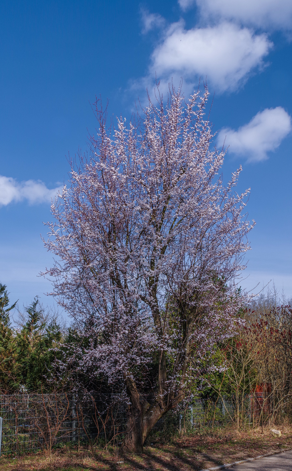 Prunus cerasifera 'Pissardii' - Kleinmachnow-Kolonie Dreilinden - März 2024