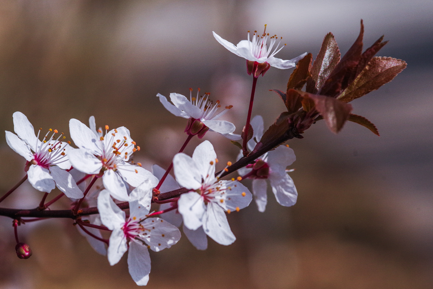 Prunus cerasifera 'Pissardii' - Kleinmachnow-Kolonie Dreilinden - März 2024