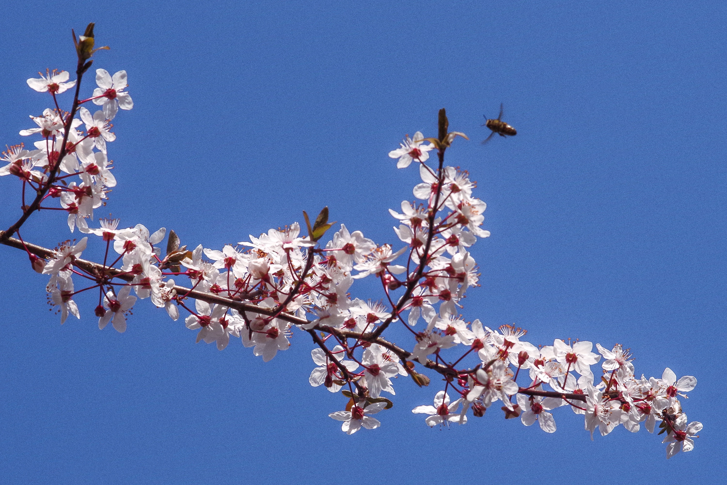 Prunus cerasifera 'Pissardii' - Kleinmachnow-Kolonie Dreilinden - März 2024