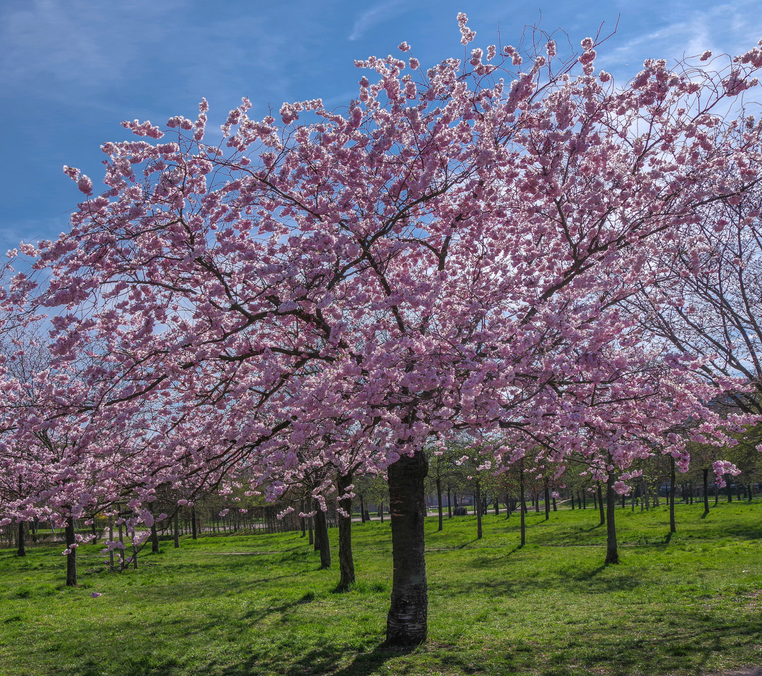 Prunus × subhirtella 'Accolade' - Potsdam-Bornstedt - März 2024