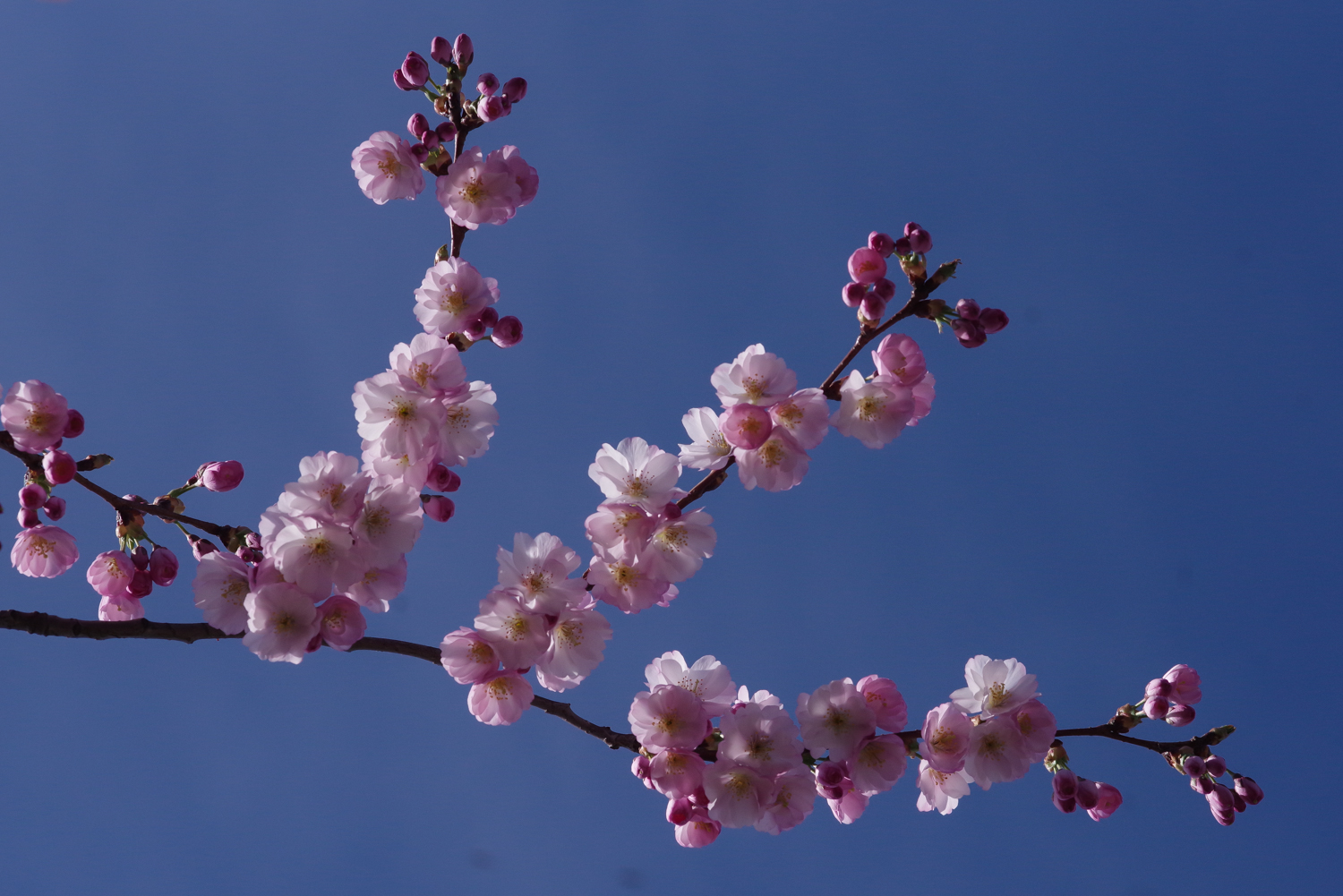 Prunus × subhirtella 'Accolade' - Potsdam-Bornstedt - März 2024
