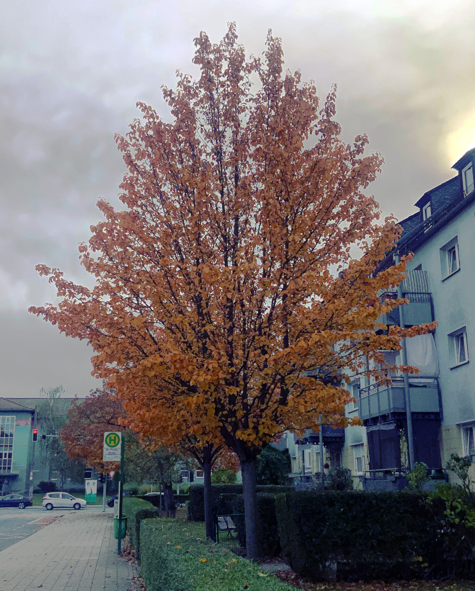 Malus tschonoskii - Fürth - Okt. 2023