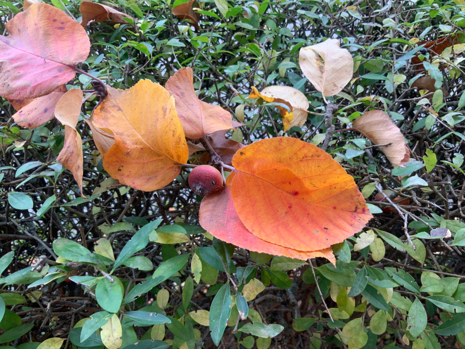 Malus tschonoskii - Fürth - Okt. 2023