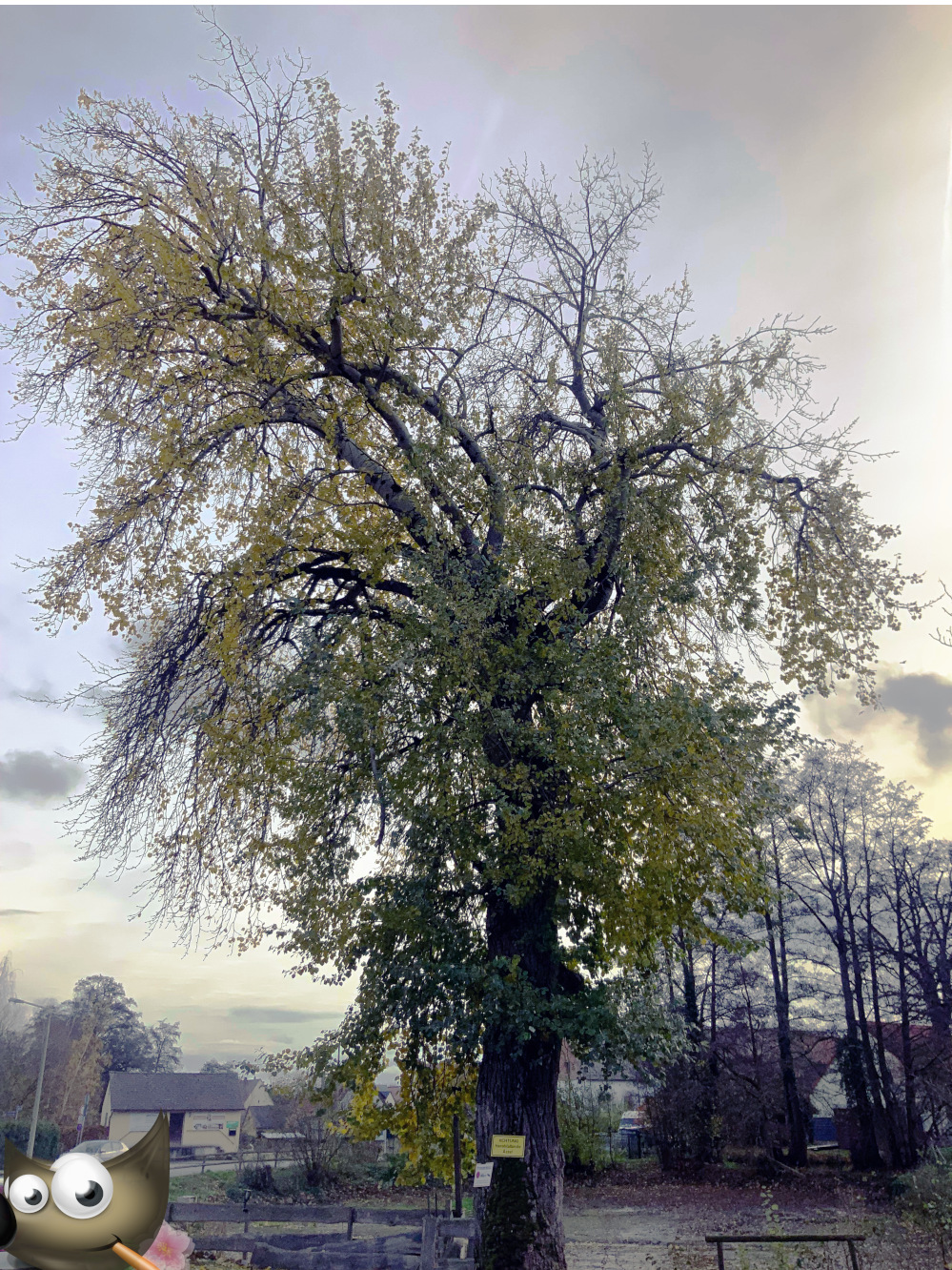Populus × canescens - Nürnberg - Nov. 2023