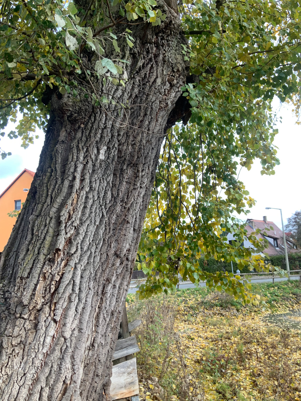 Populus × canescens - Nürnberg - Nov. 2023