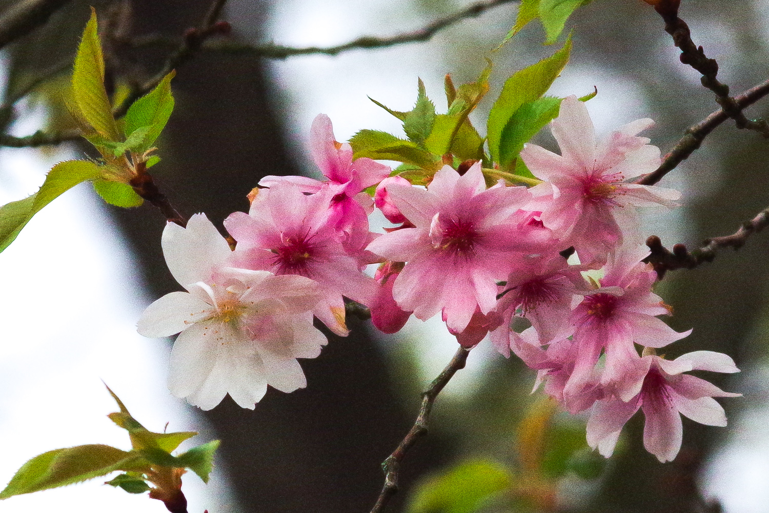 Prunus × subhirtella 'Accolade' - Potsdam - März 2024
