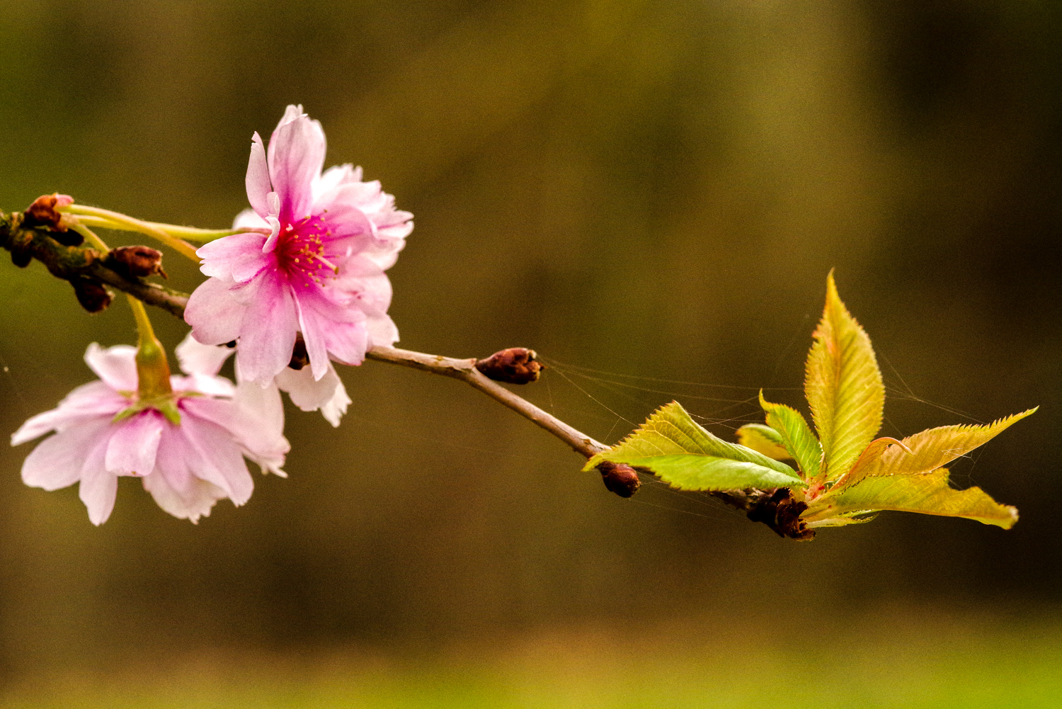 Prunus × subhirtella 'Accolade' - Potsdam - März 2024