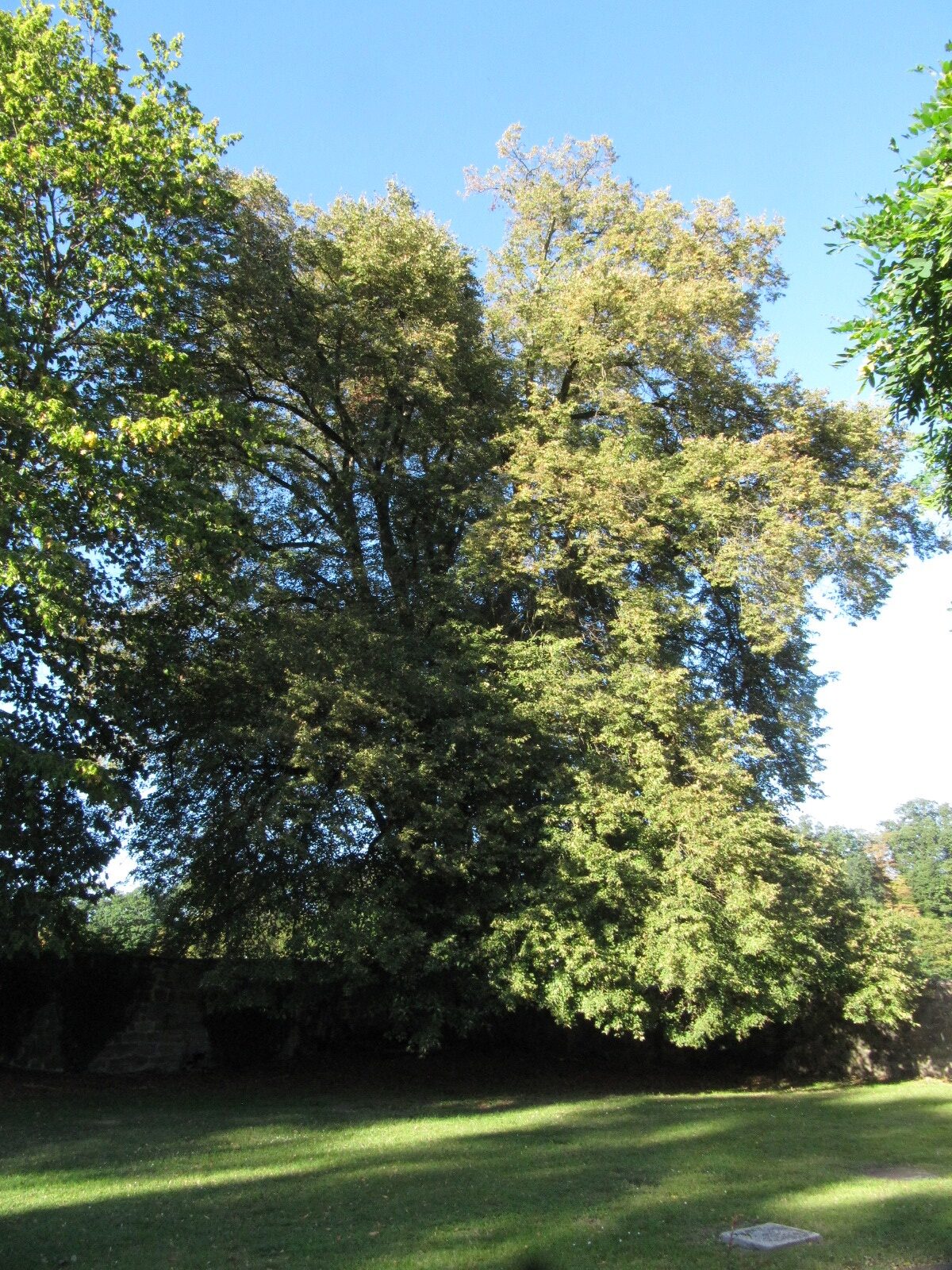Tilia cordata - Gieselwerder - Sept. 2023
