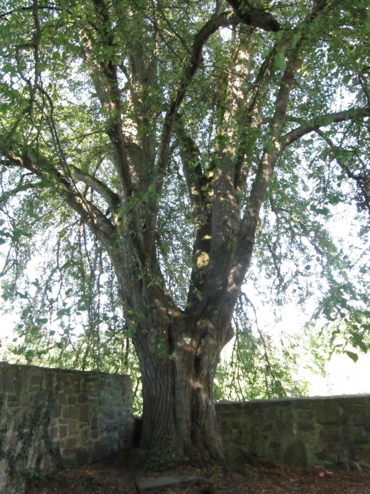 Tilia cordata - Gieselwerder - Sept. 2023