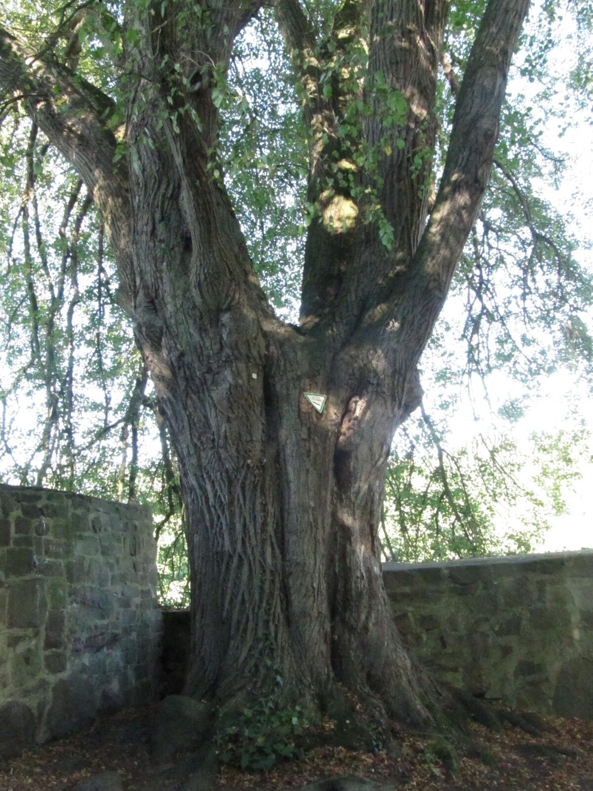 Tilia cordata - Gieselwerder - Sept. 2023