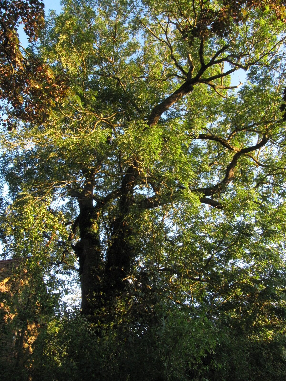 Fraxinus excelsior - Sababurg - Sept. 2023
