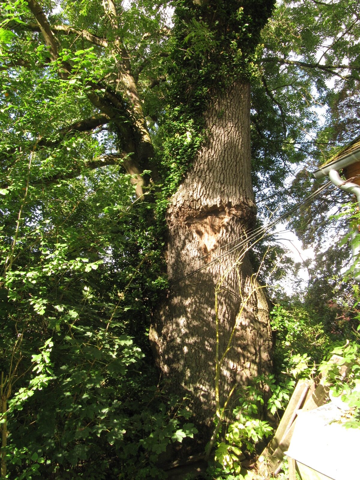 Fraxinus excelsior - Sababurg - Sept. 2023