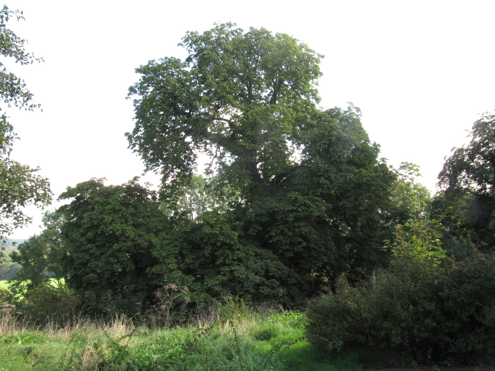 Aesculus hippocastanum - Sababurg - Sept. 2023